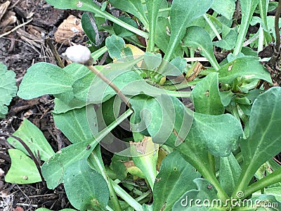 Aristolochia californica, The California Pipevine, 2 Stock Photo