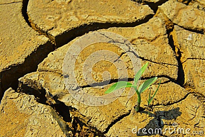 Arid cracked land and Dry cracked land Green shoot, new life,new hope,heal the world Stock Photo