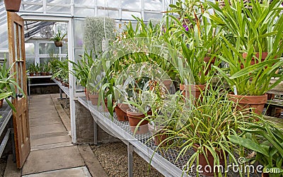 An arid greenhouse filled with cacti and succulents Stock Photo