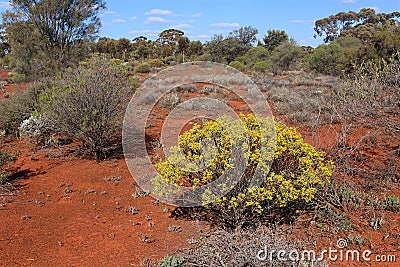 Arid landscape of the Western Australian goldfields in spring Karlkurla bushland park, Kalgoorlie Stock Photo