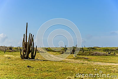 The arid nature of Aruba. Caribbean landscape Stock Photo