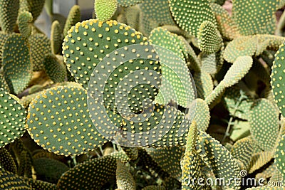 Arid plants - CACTACEAE , Opuntia microdasys Stock Photo