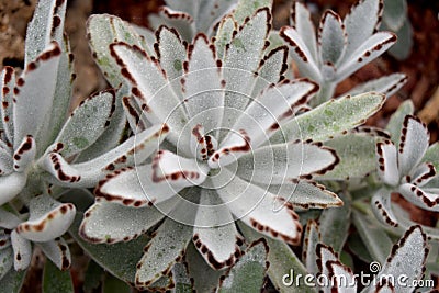 Arid plants - CRASSULACEAE , Kalanchoe tomentosa Baker Stock Photo