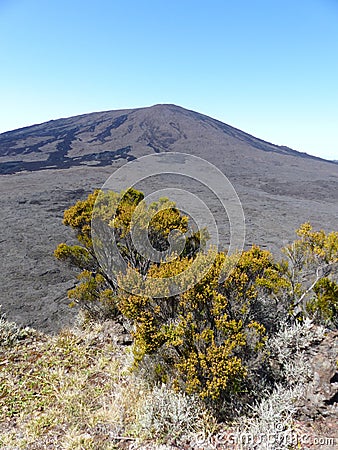 Arid vegetation of the volcano in the Piton of the Fournaise in the island of RÃ©union. Stock Photo