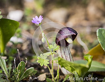 Arisarum simorrhinum wild plant in nature Stock Photo