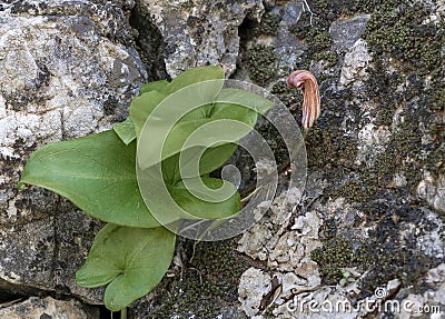 Arisarum vulgare aka friar`s cowl or larus. Geophyte plant. Stock Photo