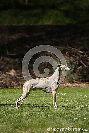 Aristocratic breed - whippet dog conformation show portrait Stock Photo