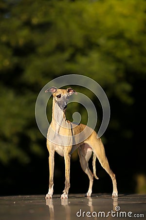 Aristocratic breed - whippet dog conformation show portrait Stock Photo