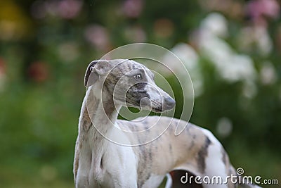 Aristocratic breed - whippet dog conformation show portrait Stock Photo