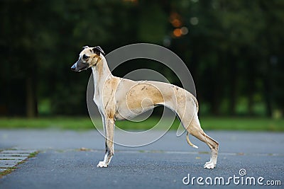 Aristocratic breed - whippet dog conformation show portrait Stock Photo