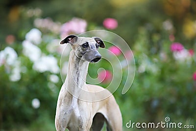 Aristocratic breed - whippet dog conformation show portrait Stock Photo