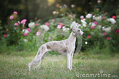 Aristocratic breed - whippet dog conformation show portrait Stock Photo