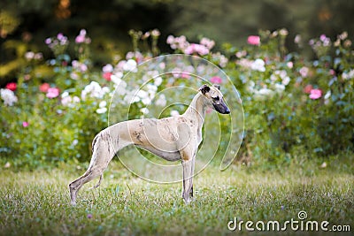 Aristocratic breed - whippet dog conformation show portrait Stock Photo