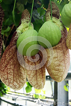 Aristolochia flower buds Stock Photo