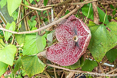 Aristolochia gigantea Brazilian Dutchman`s pipe, giant pelican flower. It is a vigorous evergreen climber vine with heart- Stock Photo