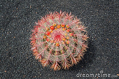 Arizona barrel cactus Ferocactus wislizeni with orange flowers, black lava soil backgroun Stock Photo