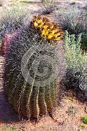 Arizona Barrel Cactus Sonora Desert Arizona Stock Photo