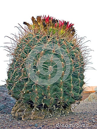 Arizona Barrel Fishhook Cactus Stock Photo