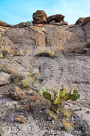 Arizona Cacti, Engelmann prickly pear, cactus apple (Opuntia engelmannii), cacti in the winter in the mountains Stock Photo