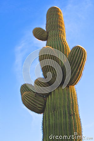 Arizona Desert Saguaro Cactus Stock Photo