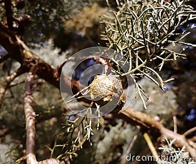 Arizona cypress or brown cones Stock Photo