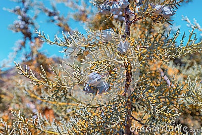 Arizona cypress cones closeup in bright sunlight in summer Stock Photo