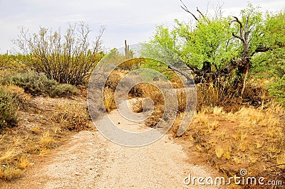 Arizona Desert Arroyo Stock Photo