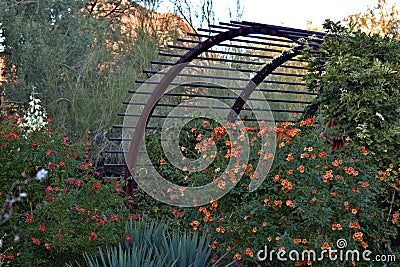 Desert, Botanical, Garden, Phoenix, Arizona, flowers, plants, trees, cacti, wildlife, color, Stock Photo