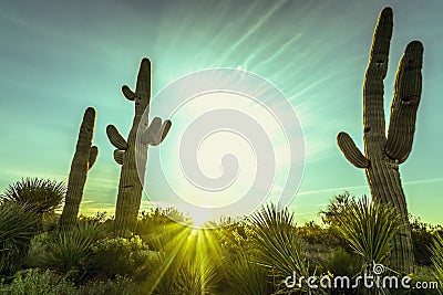 Arizona desert cactus tree landscape Stock Photo