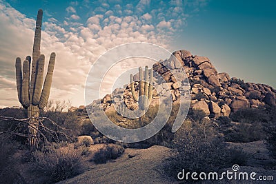 Arizona desert cactus tree landscape Stock Photo