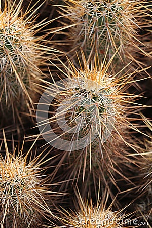 Arizona desert hike outdoors in December Stock Photo