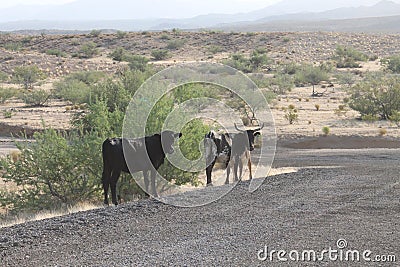 Arizona Desert ~ Hualapai Mountain Park ~ 2013 ~ Dirt Road Wit Bull, Cow, & Calf Stock Photo