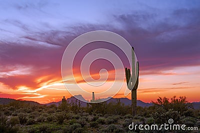 Arizona desert landscape at sunset with Saguaro cactus Stock Photo