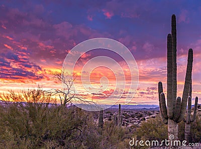 Epic Arizona Desert Sunset with Cactus In North Scottsdale Stock Photo