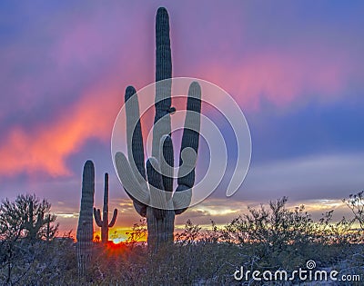 Arizona desert sunset with saguaro cactus. Stock Photo