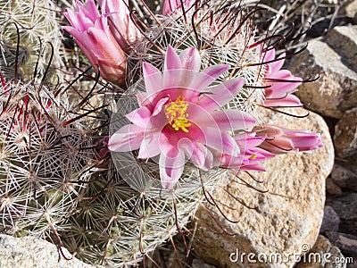 Arizona Fishhook Pincushion cactus flowering Stock Photo