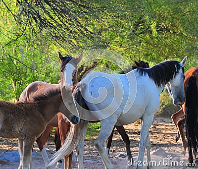 Arizona Landscape with Salt River Wild Horses Stock Photo