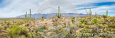 Arizona Landscapes Stock Photo