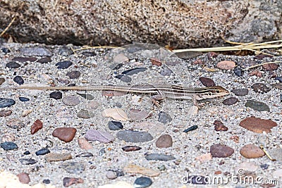 Arizona Lizard Camouflaged in Rocks Stock Photo