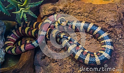 Arizona mountain king snake in closeup, vibrant colored tropical serpent from America, popular pet in herpetoculture Stock Photo