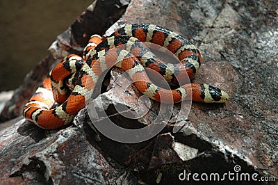 Lampropeltis pyromelana Stock Photo