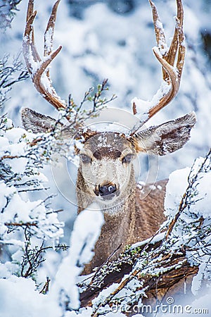 Arizona Mule Deer Stock Photo