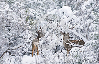 Arizona Mule Deers in Winter Stock Photo