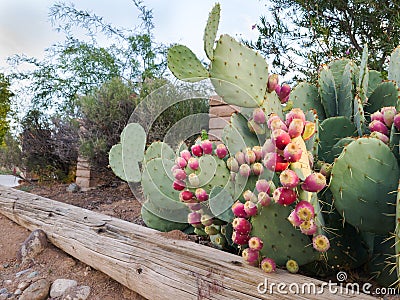 Arizona Opuntia or Prickly Pear Cactus with Red Fruits Stock Photo