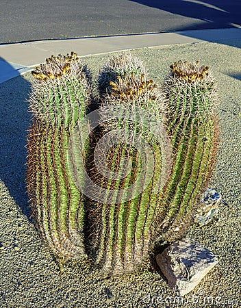 Barrel Fishhook Cacti in Streets Xeriscaping Stock Photo