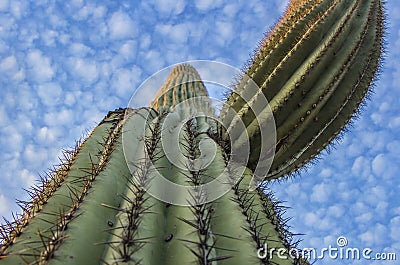 Soaring Arizona Saguaro Cactus Close up Stock Photo