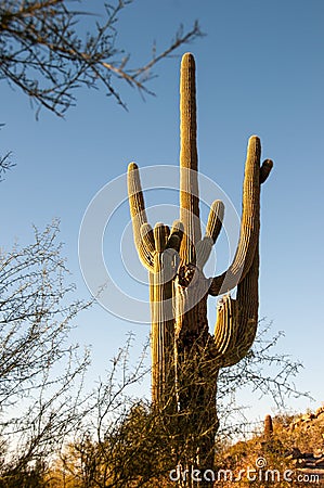 Arizona Saguaro Cactus Stock Photo