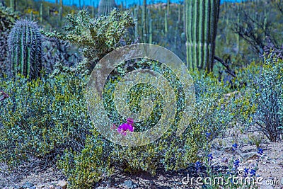 Arizona Saguaro National Park Wildflowers and Cactus Stock Photo