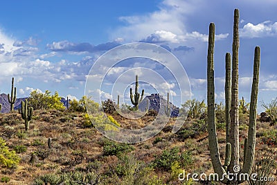 Arizona Sonoran Desert Landscape In The Spring Stock Photo