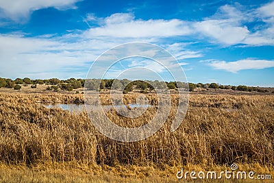 Arizona wetlands and animal riparian preserve. Stock Photo